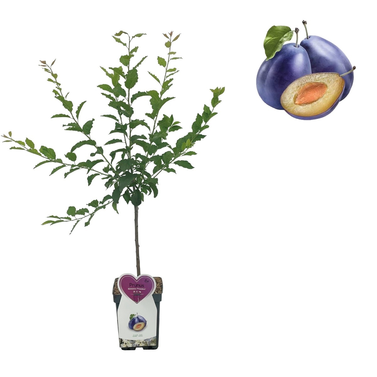 Ovocné stromky do zahrady - Slivoň President květináč 5 litrů, balkonová, zákrsek, CIZOSPRAŠNÁ