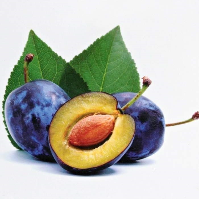 Rostliny - Slivoň 'President' květináč 7,5 litru, čtvrtkmen, CIZOSPRAŠNÁ