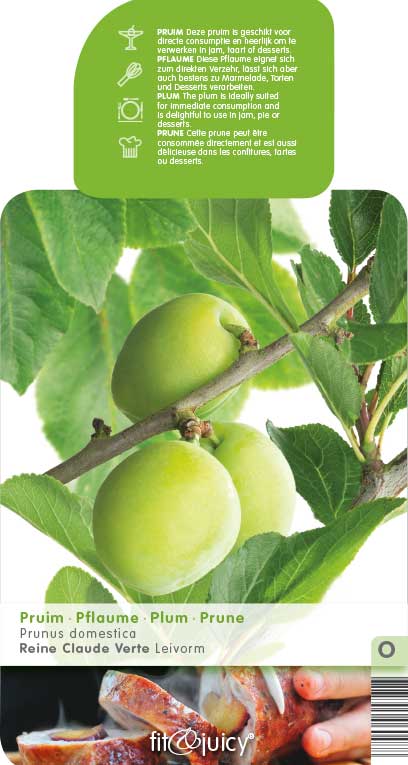 Ovocné stromky do zahrady - Slivoň 'R-Cl. Verta' květináč 6 litrů, výška 150/175cm, stromek, CIZOSPRAŠNÁ