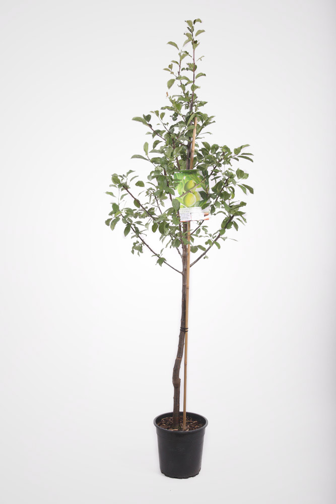 Slivoň 'R-Cl. Verta' květináč 6 litrů, výška 150/175cm, stromek, CIZOSPRAŠNÁ-0