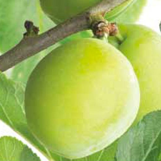 Slivoň 'R-Cl. Verta' květináč 6 litrů, výška 150/175cm, stromek, CIZOSPRAŠNÁ-1