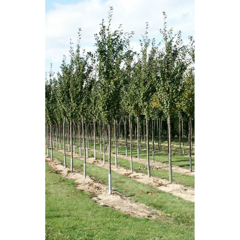 Soliterní stromy - Slivoň Schmittova výška kmene 225cm, zemní bal