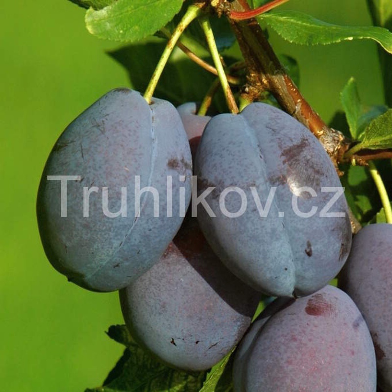 Rostliny - Slivoň 'Stanley' kmínek 1/2, obvod kmene 14/16, květináč 70 litrů, samosprašná