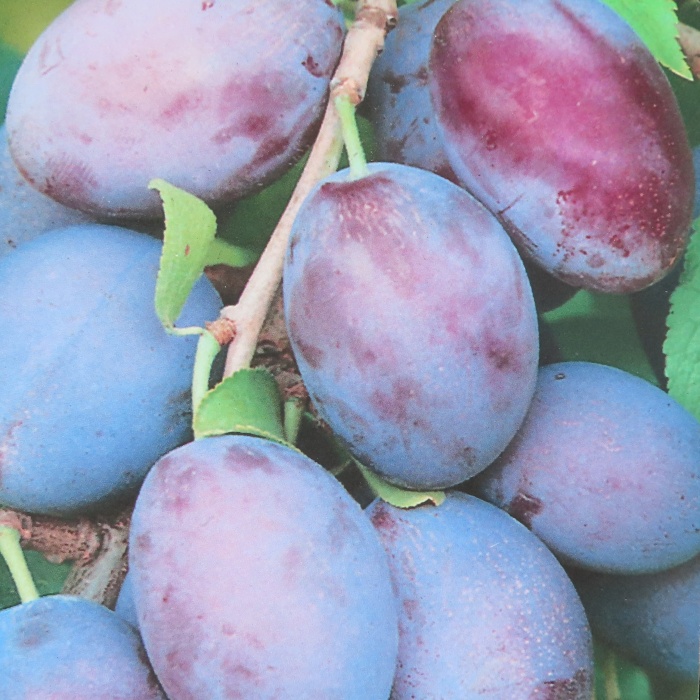 Rostliny - Slivoň 'Stanley' květináč 10 litrů, polokmen, SAMOSPRAŠNÁ