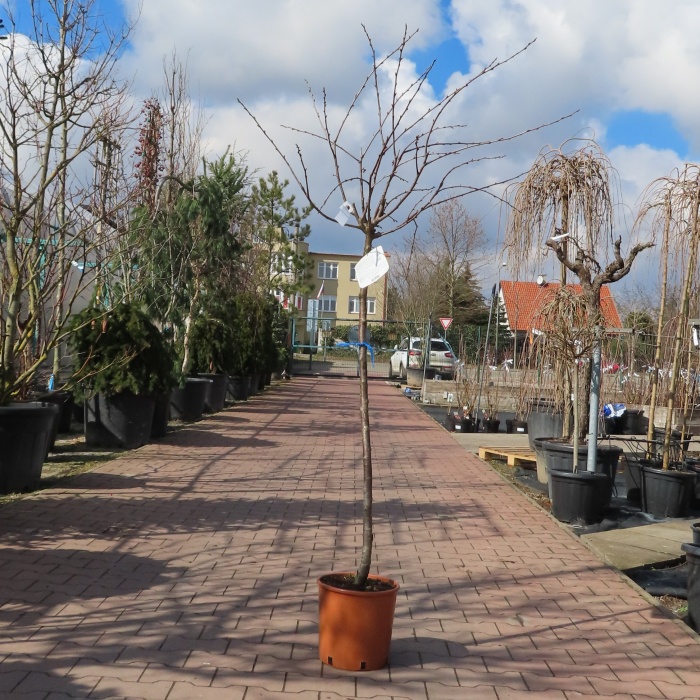 Slivoň 'Stanley' květináč 10 litrů, polokmen, SAMOSPRAŠNÁ-0