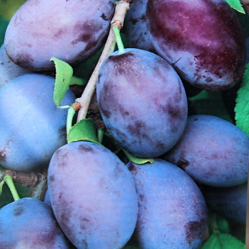 Slivoně - Slivoň 'Stanley' květináč 15 litrů, kmínek 60cm, SAMOSPRAŠNÁ