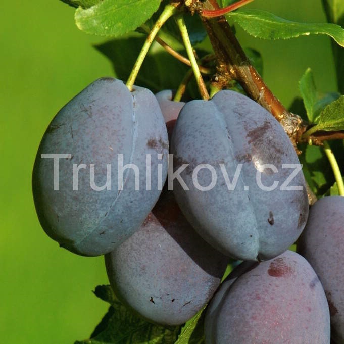 Slivoně - Slivoň 'Stanley' květináč 7,5 litru, čtvrtkmen, SAMOSPRAŠNÁ