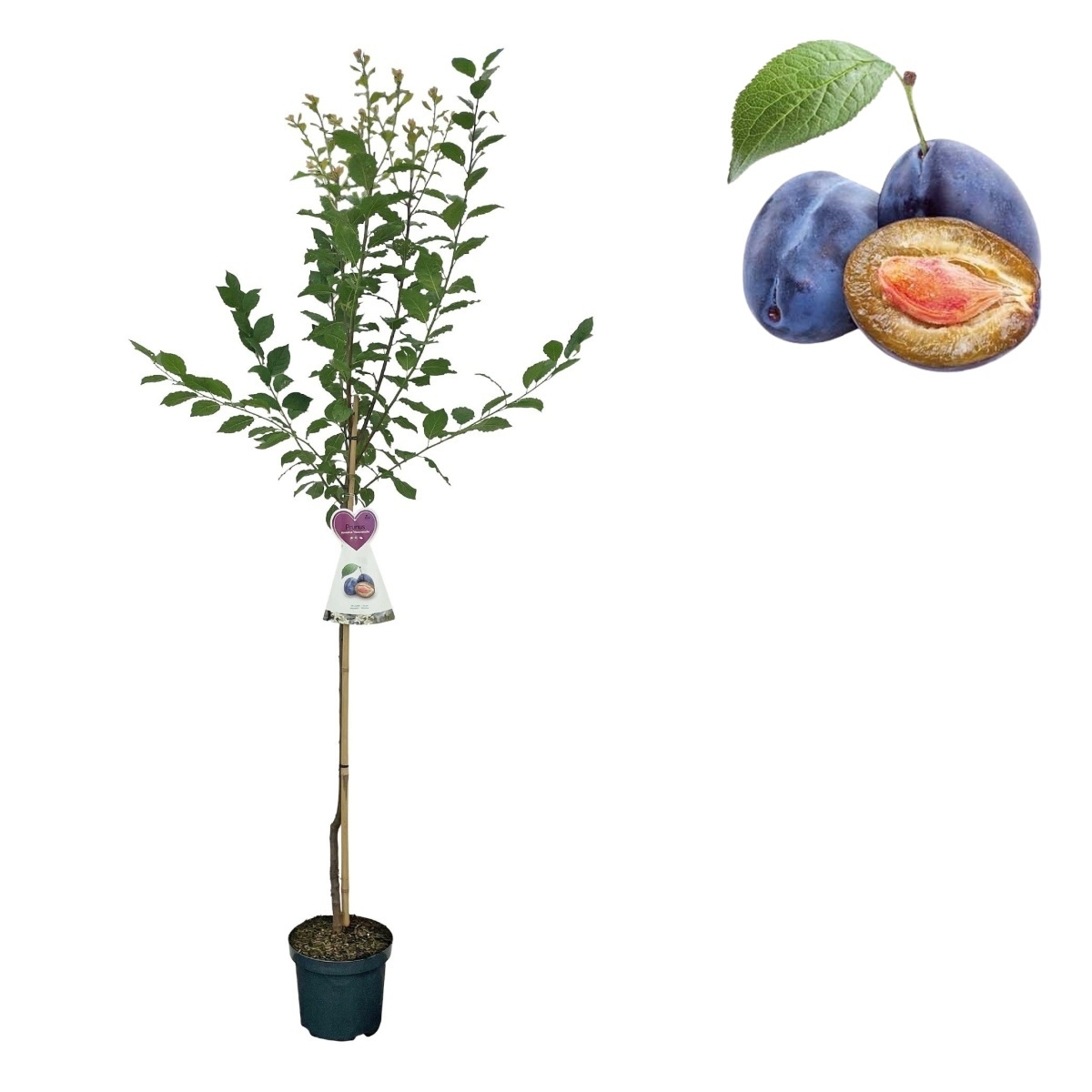Slivoně - Slivoň Švestka domácí kmínek 100cm, květináč 7,5 litru, SAMOSPRAŠNÁ
