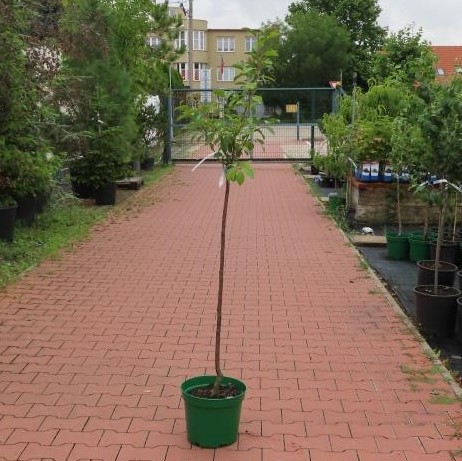 Slivoň 'Švestka domácí' květináč 10 litrů, čtvrtkmen, SAMOSPRAŠNÁ-0