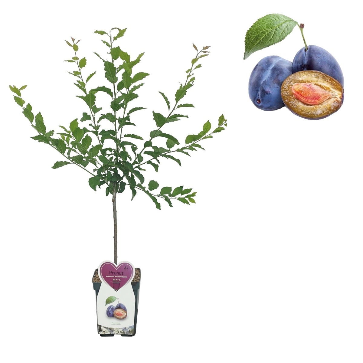 Rostliny - Slivoň Švestka domácí květináč 5 litrů, balkonová, zákrsek, SAMOSPRAŠNÁ