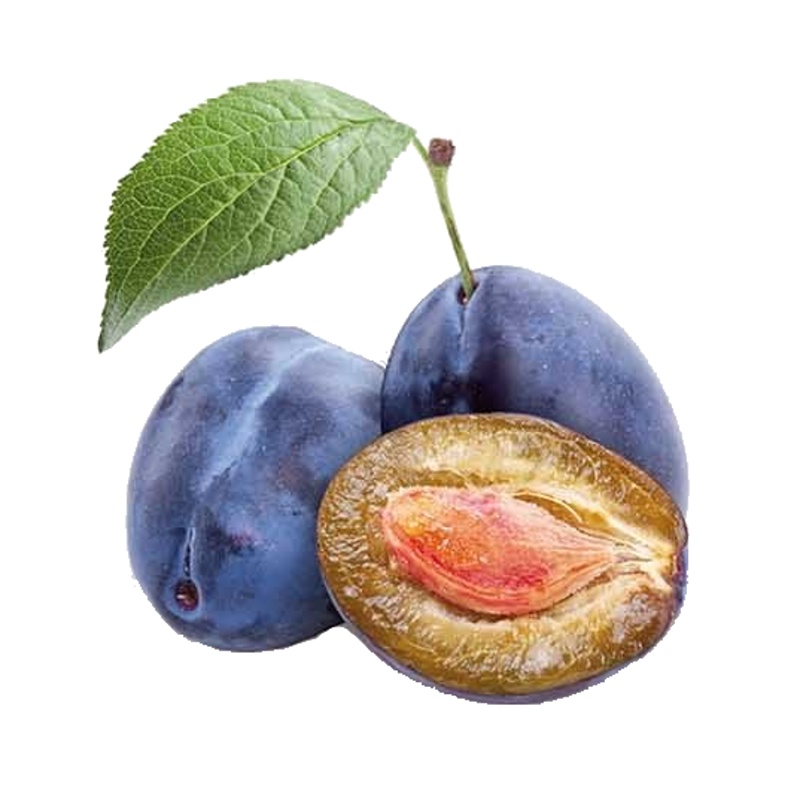 Slivoň Švestka domácí květináč 5 litrů, balkonová, zákrsek, SAMOSPRAŠNÁ-0