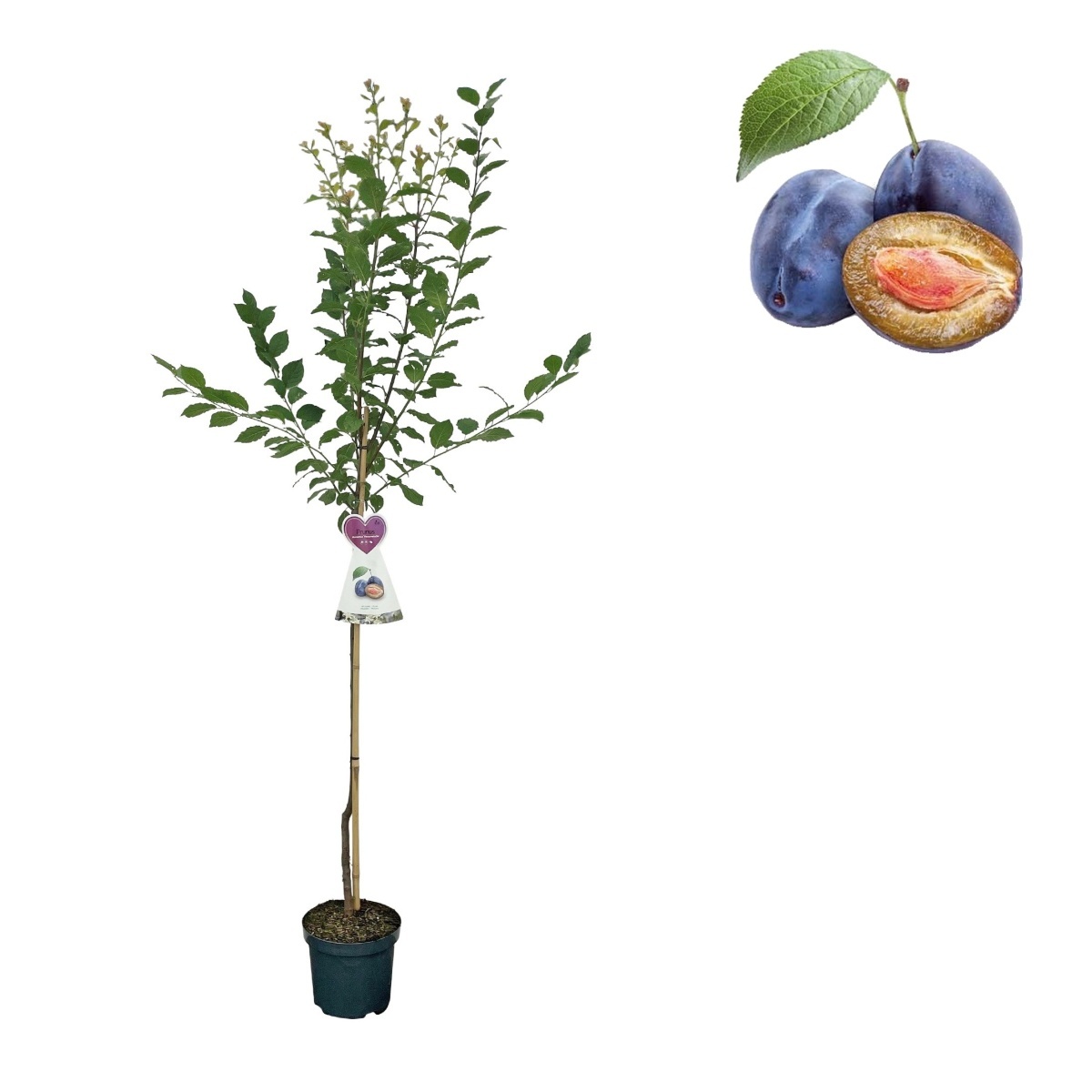 Ovocné stromky do zahrady - Slivoň Švestka domácí květináč 6 litrů, výška 150/175cm, stromek, SAMOSPRAŠNÁ