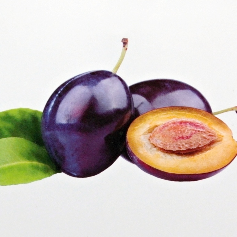 Ovocné stromky do zahrady - Slivoň Švestka domácí květináč 7,5 litru, čtvrtkmen, SAMOSPRAŠNÁ