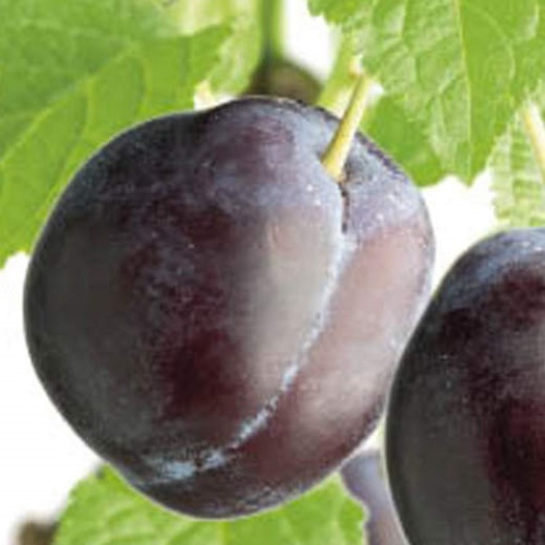 Rostliny - Slivoň 'Švestka domácí' prostokořenná, polokmen, SAMOSPRAŠNÁ