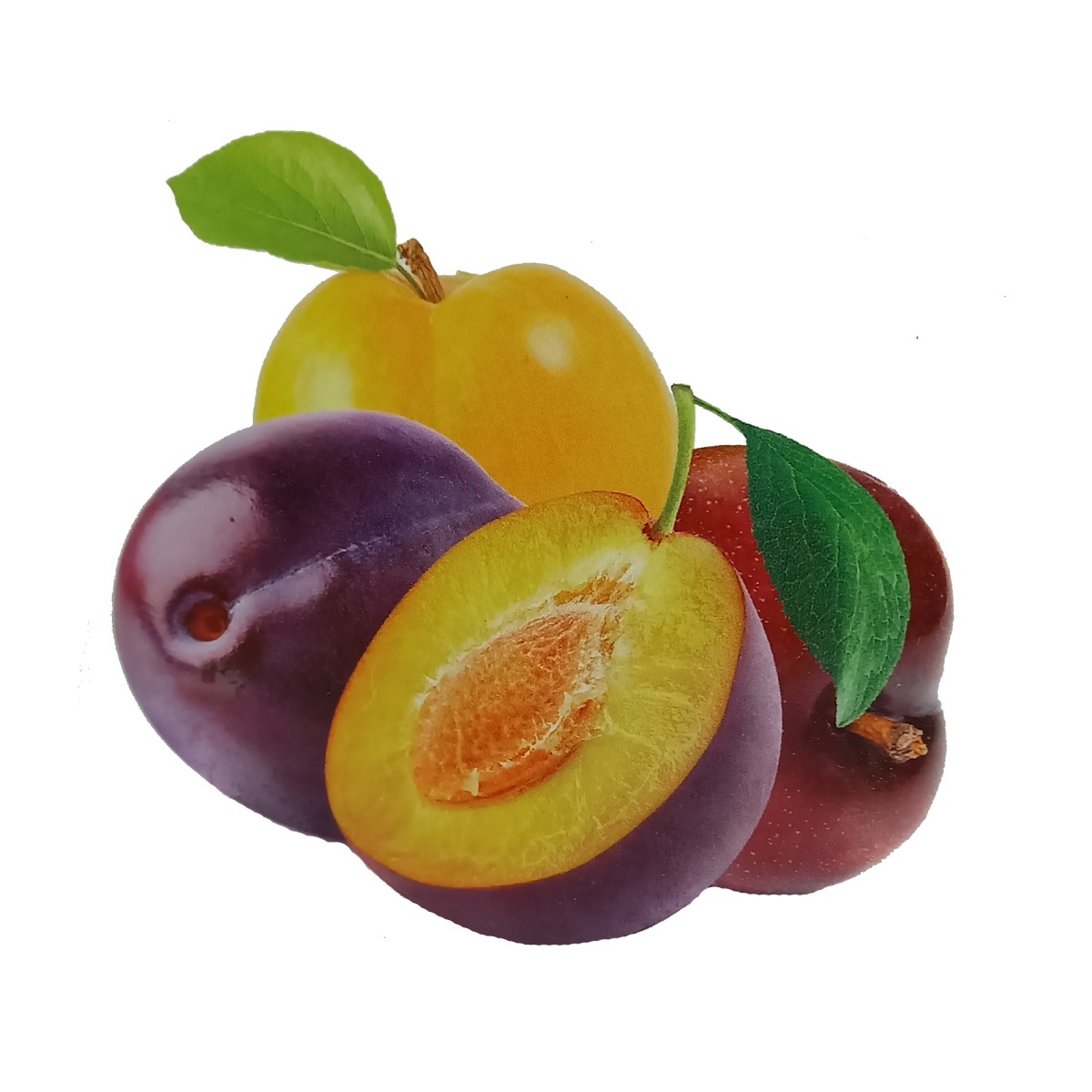 Slivoně - Slivoň Topend Plus polokmen, samosprašná