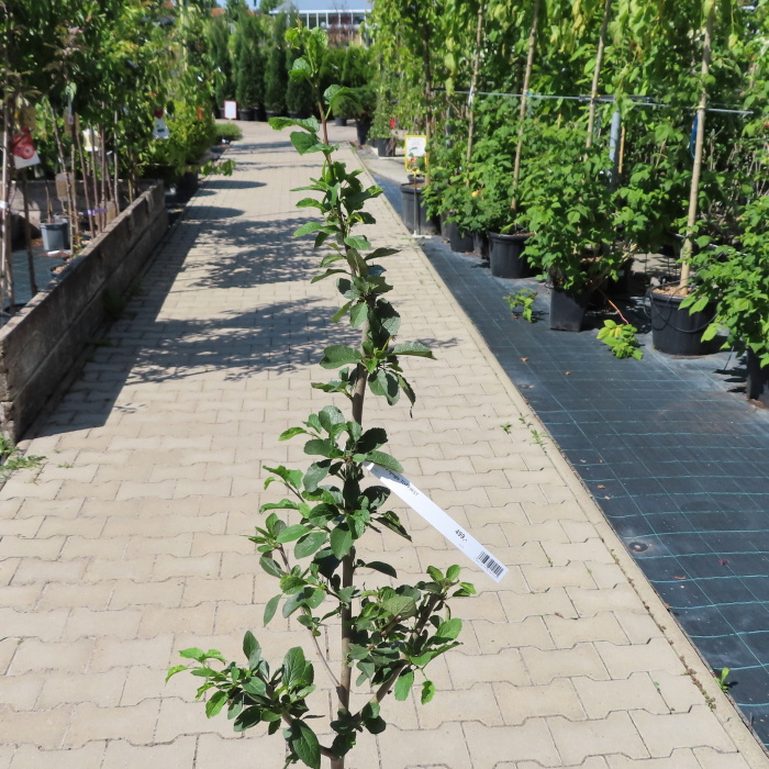 Slivoň 'Topfirst' květináč 7,5 litru, čtvrtkmen, částečně samosprašná-0