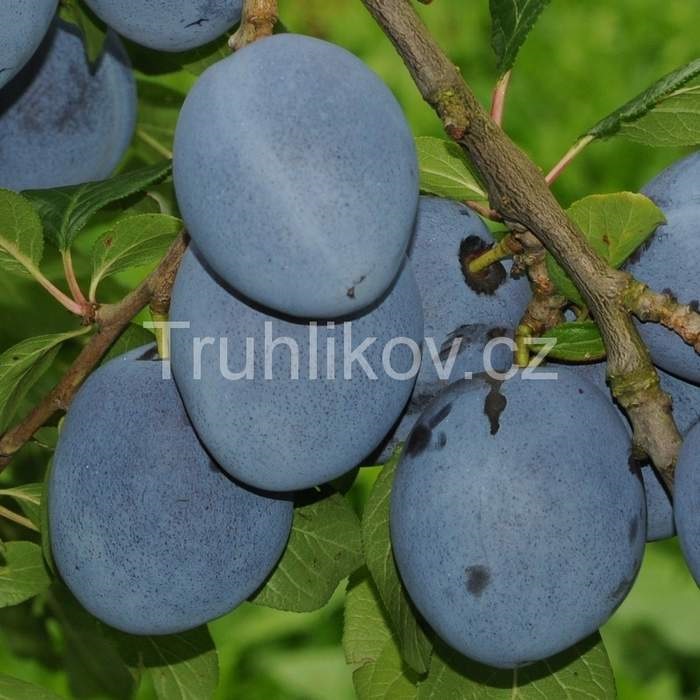 Rostliny - Slivoň 'Tophit'® květináč 7,5 litru, čtvrtkmen, částečně samosprašná