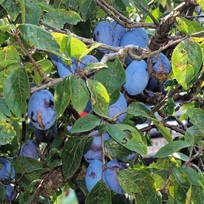 Rostliny - Slivoň 'Valor' prostokořenné, zákrsek, SAMOSPRAŠNÁ