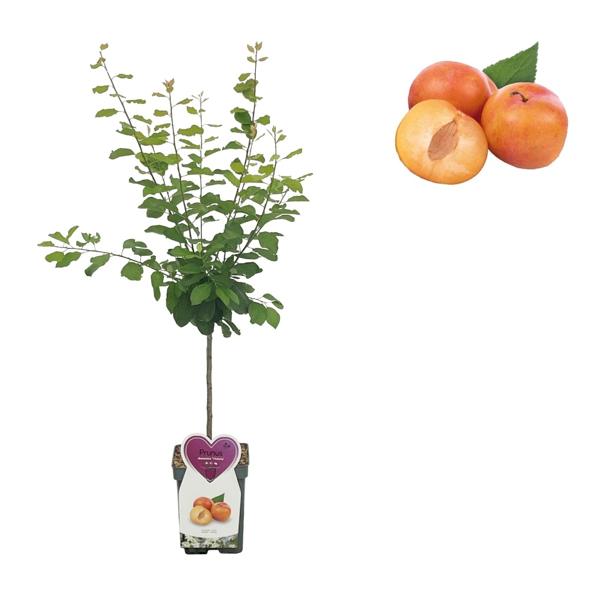 Rostliny - Slivoň Victoria květináč 5 litrů, balkonová, zákrsek, SAMOSPRAŠNÁ