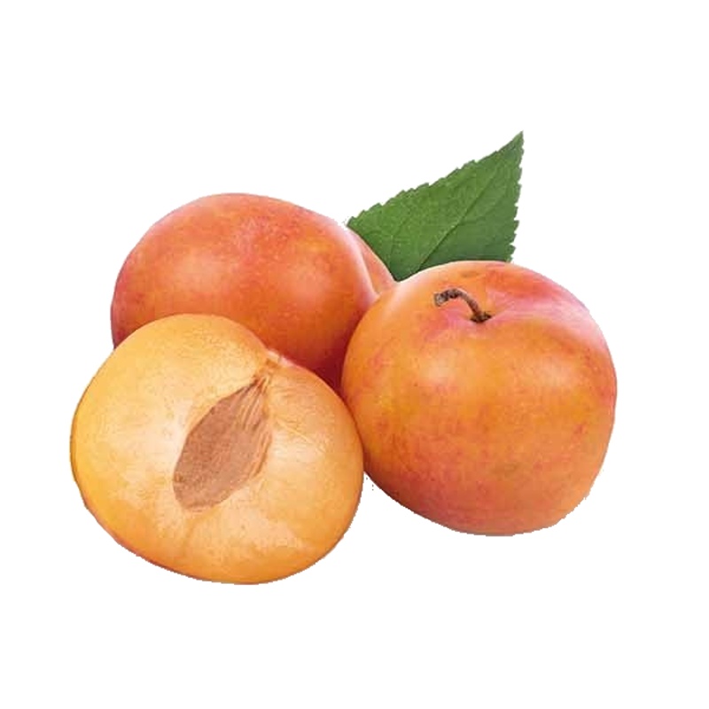 Slivoň Victoria květináč 5 litrů, balkonová, zákrsek, SAMOSPRAŠNÁ-0