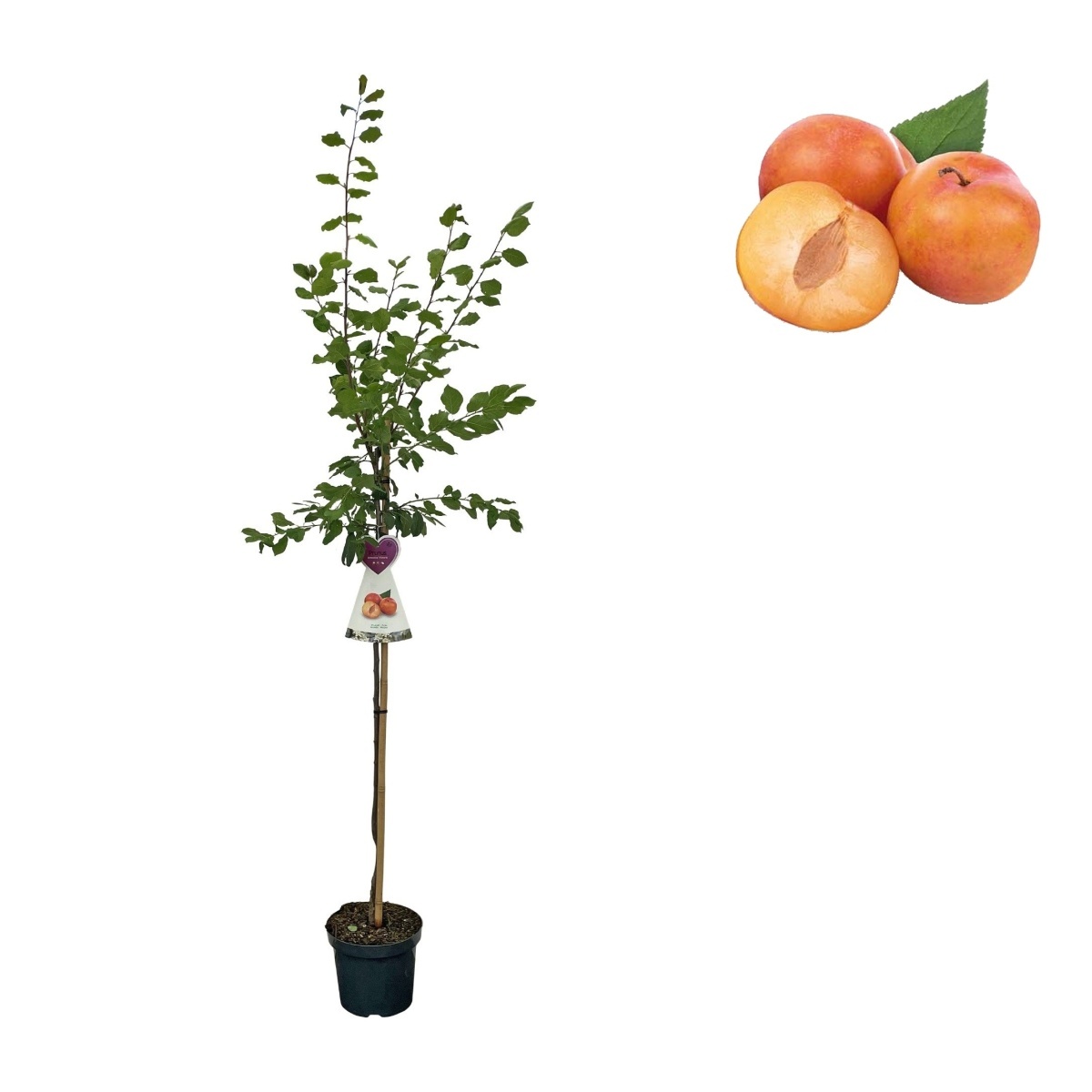 Ovocné stromky do zahrady - Slivoň Victoria květináč 6 litrů, výška 150/175cm, stromek, SAMOSPRAŠNÁ