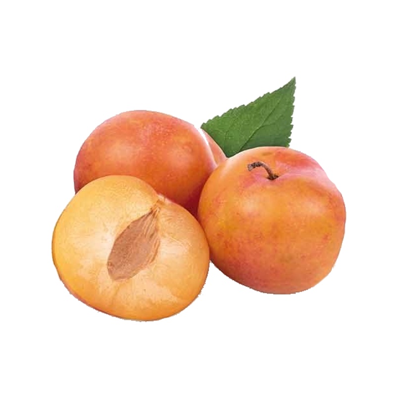 Slivoň Victoria květináč 6 litrů, výška 150/175cm, stromek, SAMOSPRAŠNÁ-0