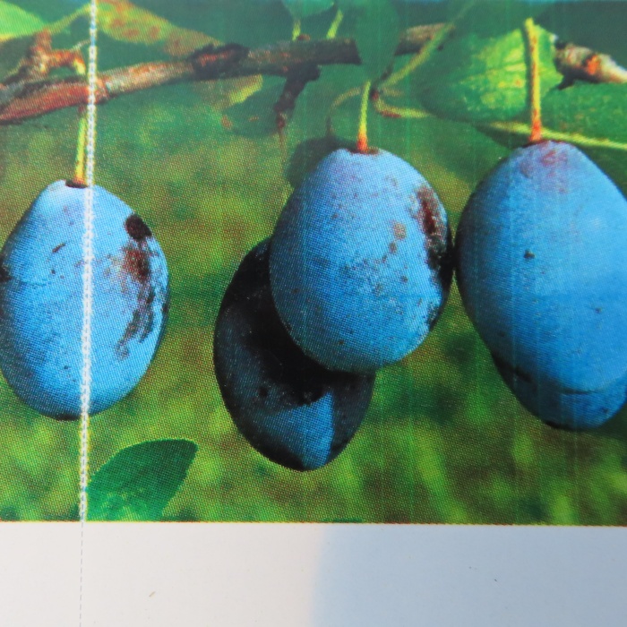 Rostliny - Slivoň 'Vlaška' květináč 7,5 litru, čtvrtkmen, SAMOSPRAŠNÁ