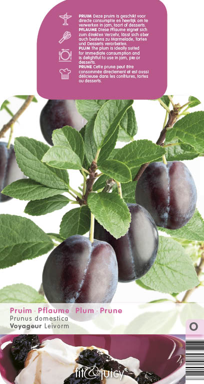 Ovocné stromky do zahrady - Slivoň 'Voyageur' květináč 6 litrů, výška 150/175cm, stromek, CIZOSPRAŠNÁ