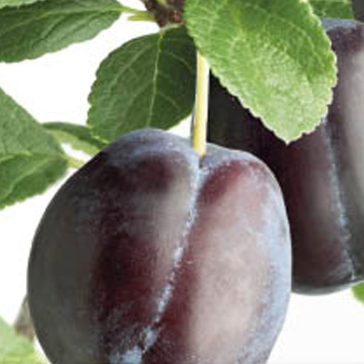 Slivoň 'Voyageur' květináč 6 litrů, výška 150/175cm, stromek, CIZOSPRAŠNÁ-0