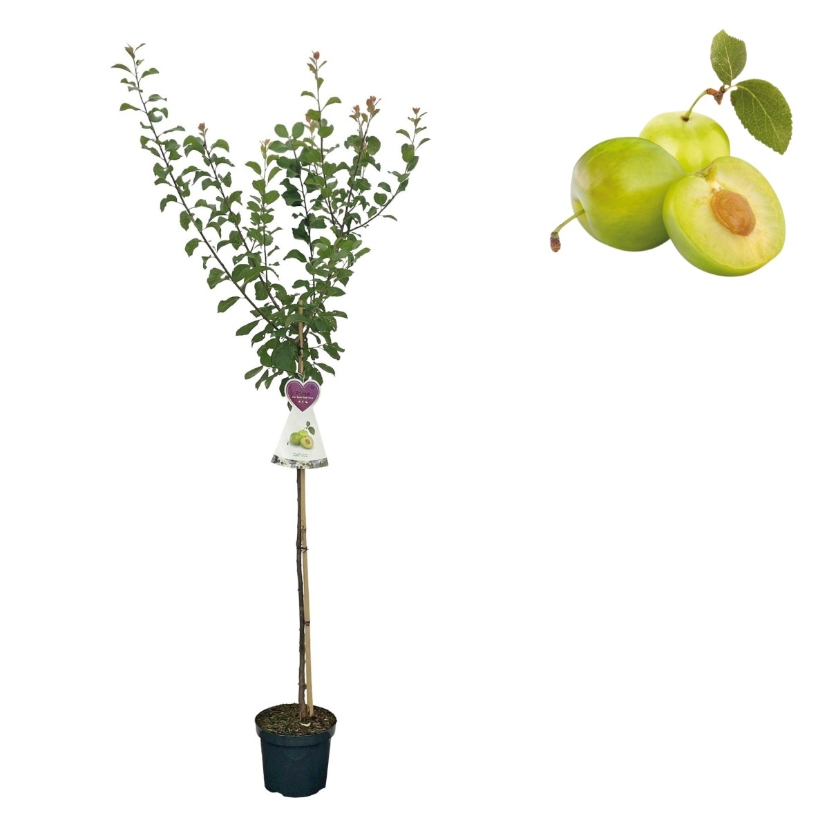 Slivoně - Slivoň Zelená renklóda kmínek 100cm, květináč 7,5 litru, CIZOSPRAŠNÁ