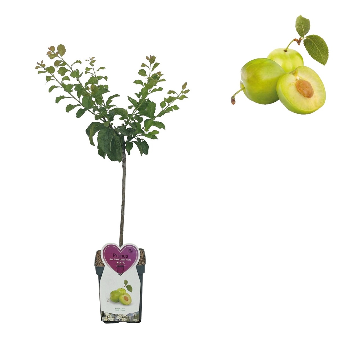 Slivoně - Slivoň Zelená renklóda květináč 5 litrů, patio, zákrsek, CIZOSPRAŠNÁ