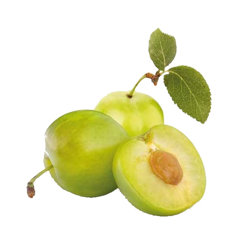 Slivoň Zelená renklóda květináč 5 litrů, patio, zákrsek, CIZOSPRAŠNÁ-0