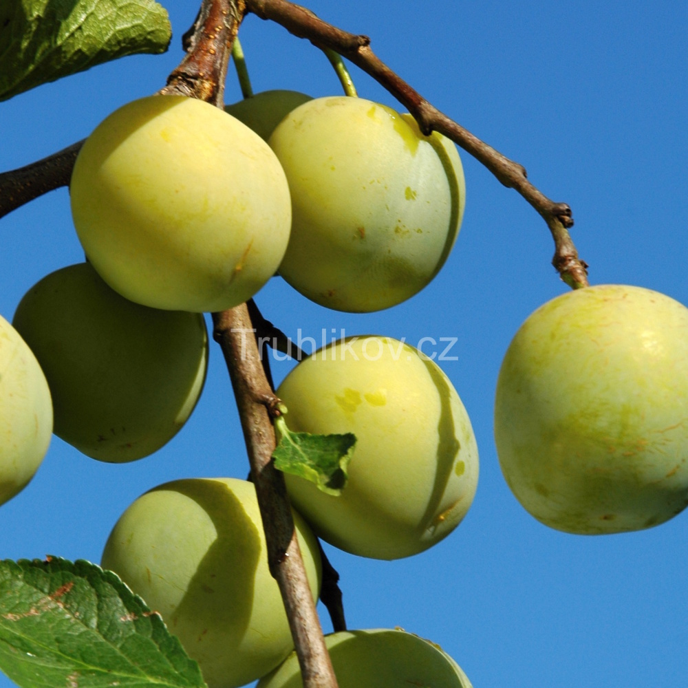 Rostliny - Slivoň 'Zelená renklóda' prostokořenné, zákrsek, CIZOSPRAŠNÁ