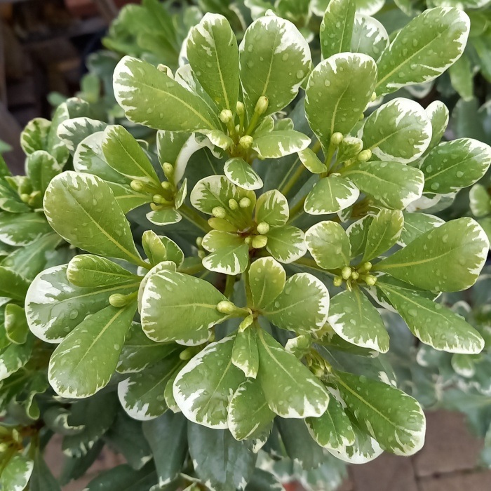 Slizoplod 'Variegatum' výška 60/80cm, květináč 12 litrů-0