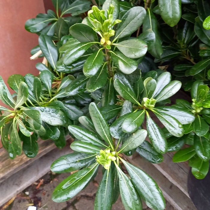 Nádobové květiny - Slizoplod výška 60/80cm, květináč 10 litrů