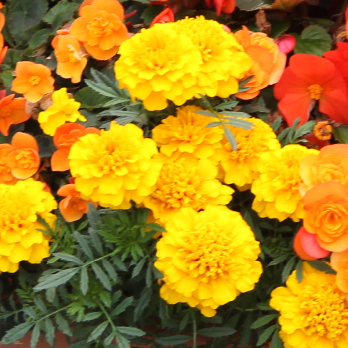 Slunce v duši Lechuza Stone-1