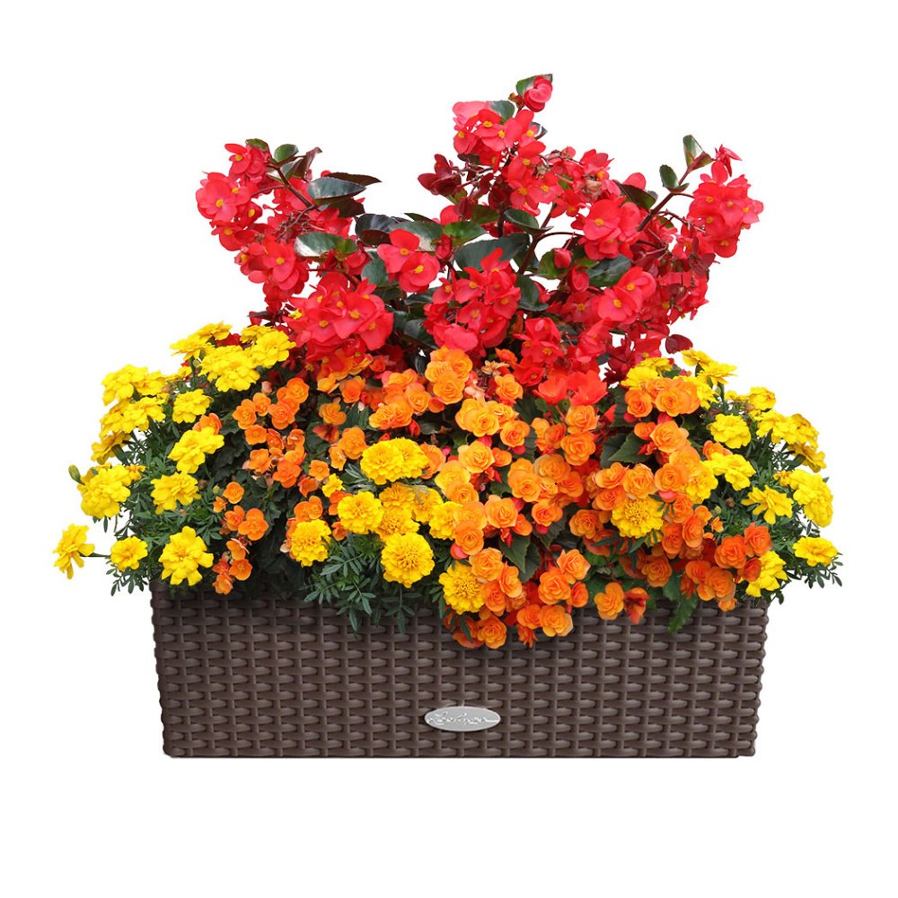 Květinové truhlíky - Slunce v duši Lechuza