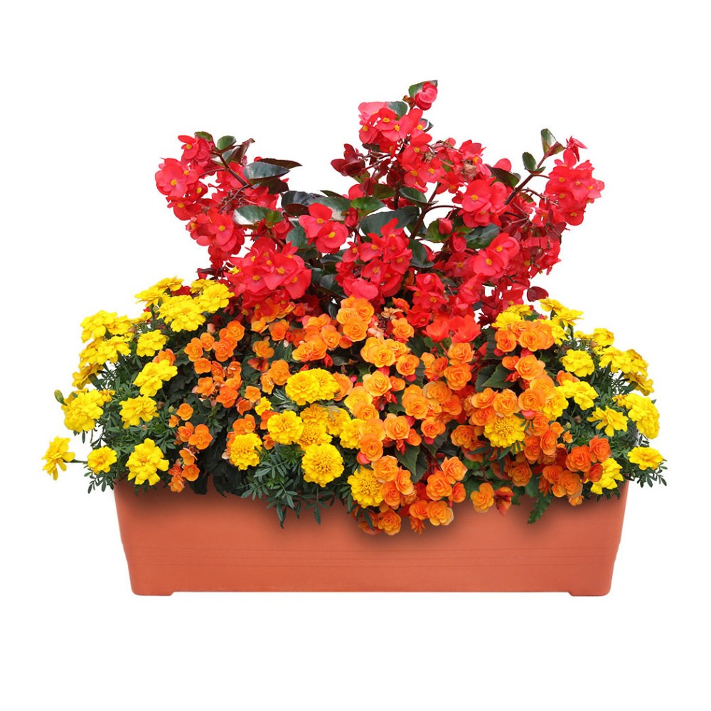 Květinové truhlíky - Slunce v duši