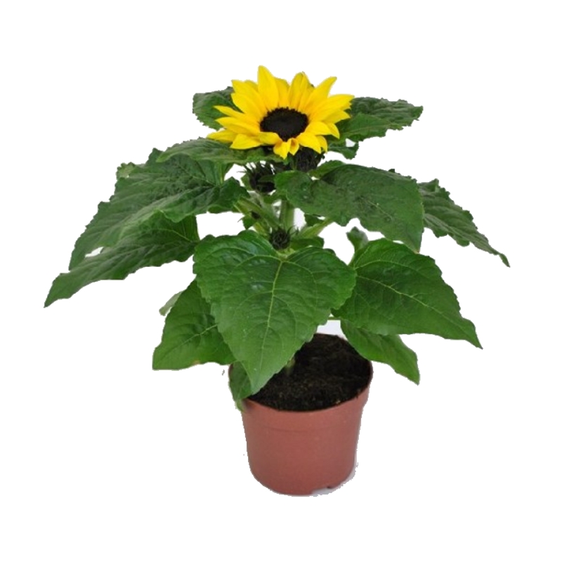 Nádobové květiny - Slunečnice mix květináč 13cm