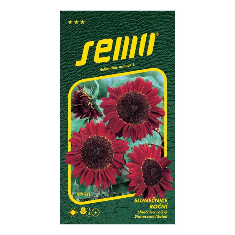 Slunečnice roční červená-0