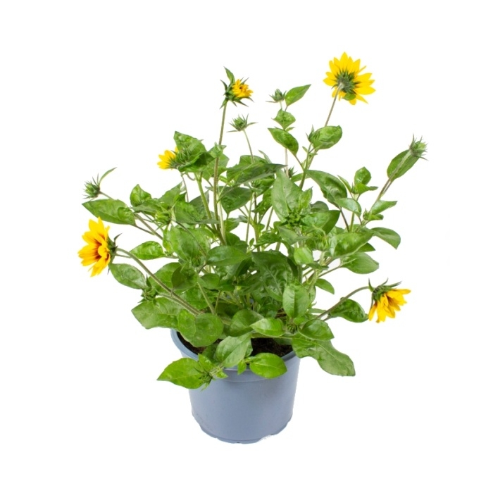 Slunečnice roční 'SunBelievable' květináč 23cm-0