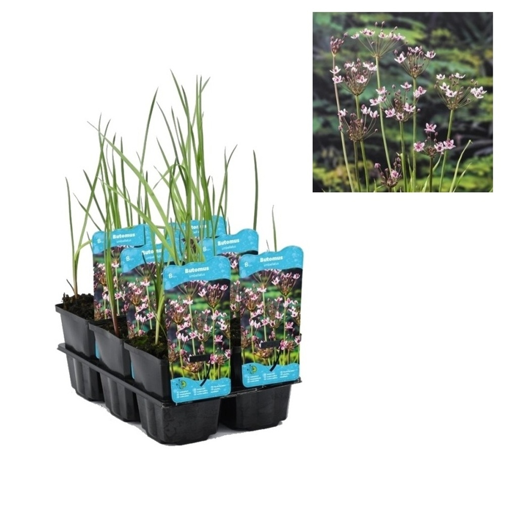 Vodní rostliny a lekníny - Šmel okoličnatý 9cm