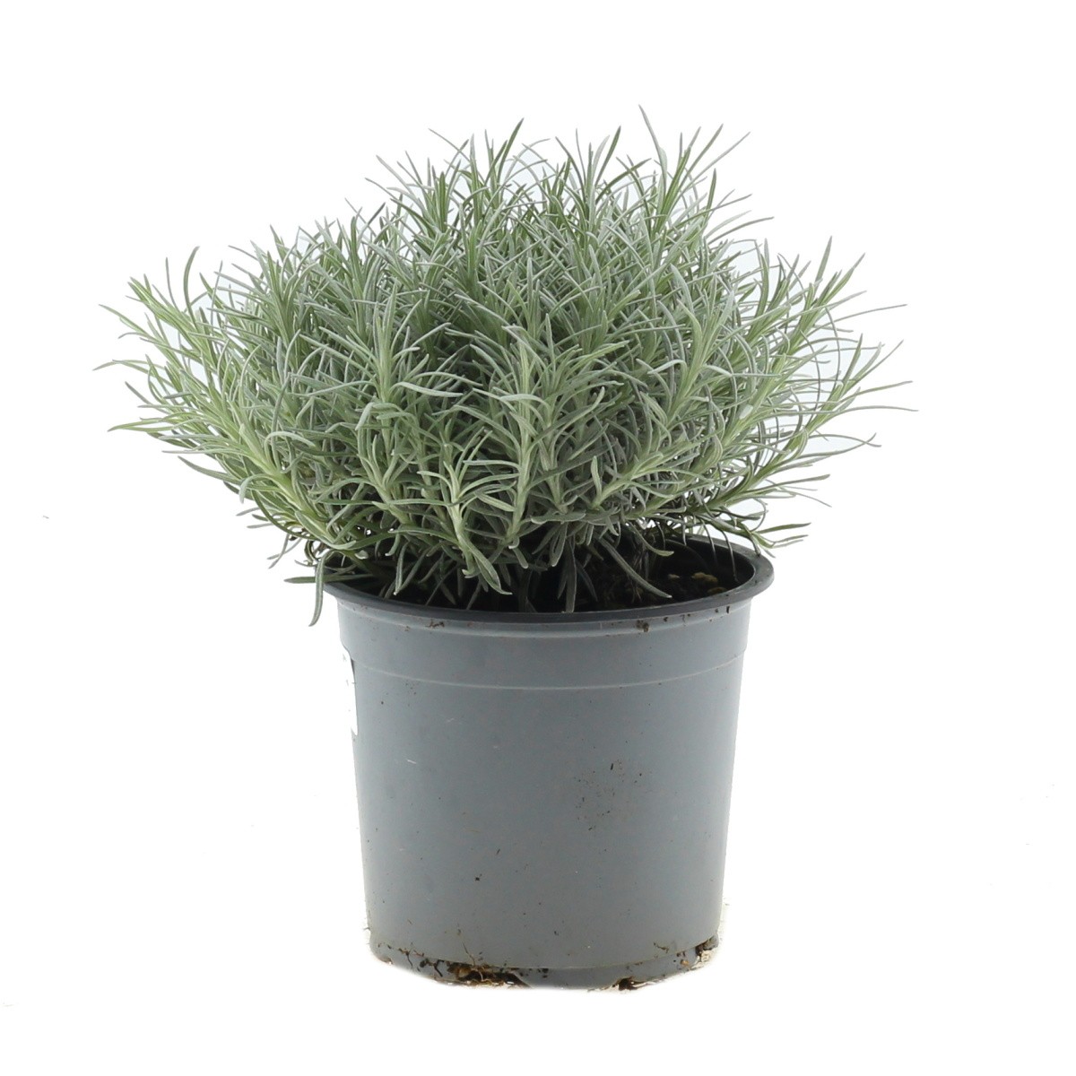 Bylinky - Smil italský květináč 14cm