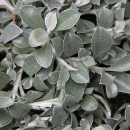 Výplňová zeleň - Smil řapíkatý šedý 4ks 11cm