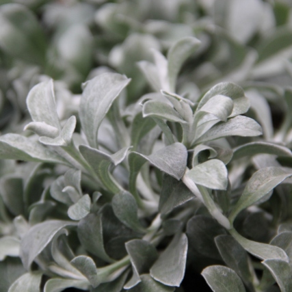 Smil řapíkatý šedý 4ks 11cm-0