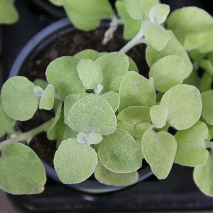 Výplňová zeleň - Smil řapíkatý zlatý 4ks 11cm