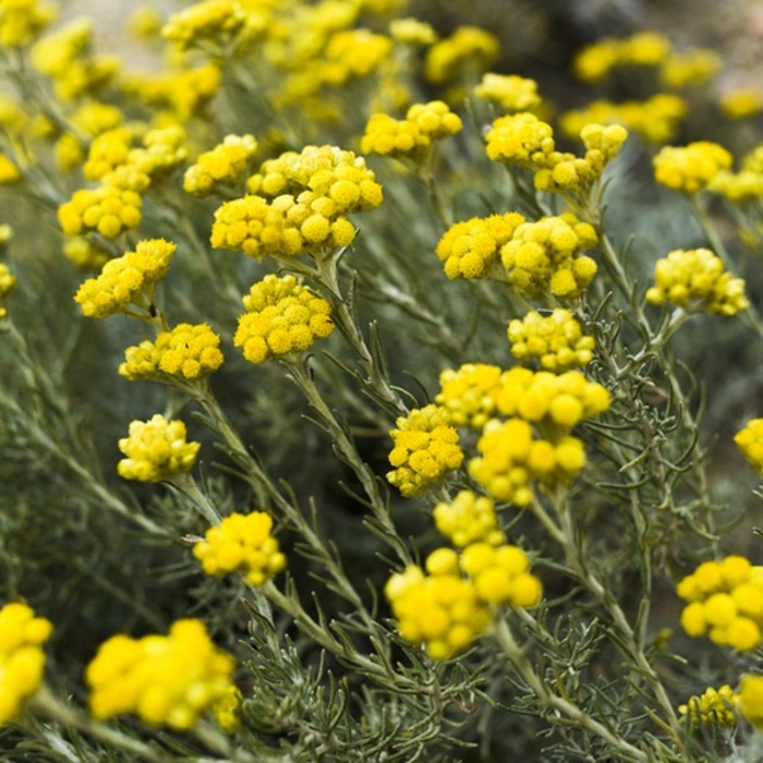 Bylinky - Smil vlnatý květináč 12cm