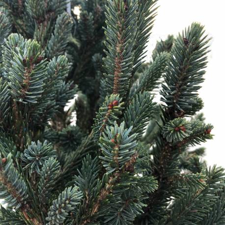 Vzrůstné jehličnany - Smrk 'Balfouriana' květináč 35 litrů, výška 100/125cm, stromek