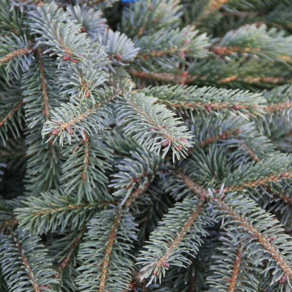 Zakrsle rostoucí jehličnany - Smrk 'Machala' květináč 7,5 litru, výška 25/30cm, keř