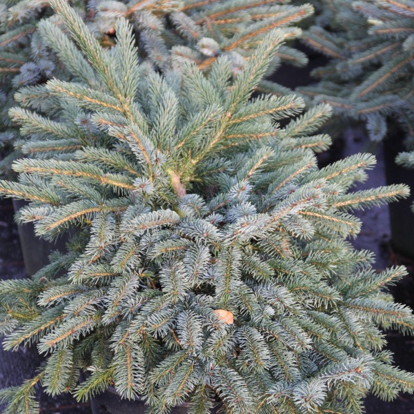 Smrk 'Machala' květináč 7,5 litru, výška 25/30cm, keř-0